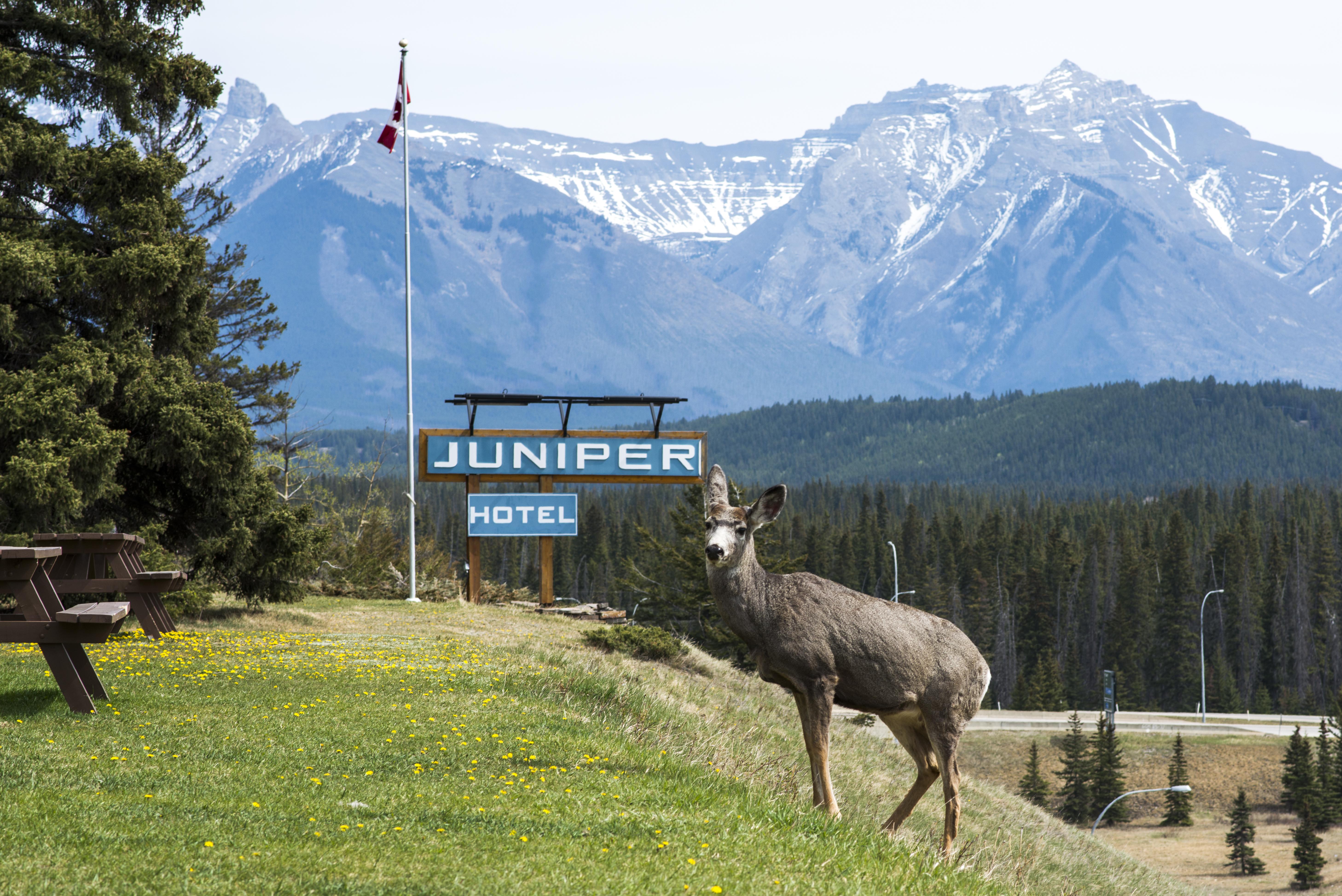 The Juniper Hotel & Bistro Banff Eksteriør billede